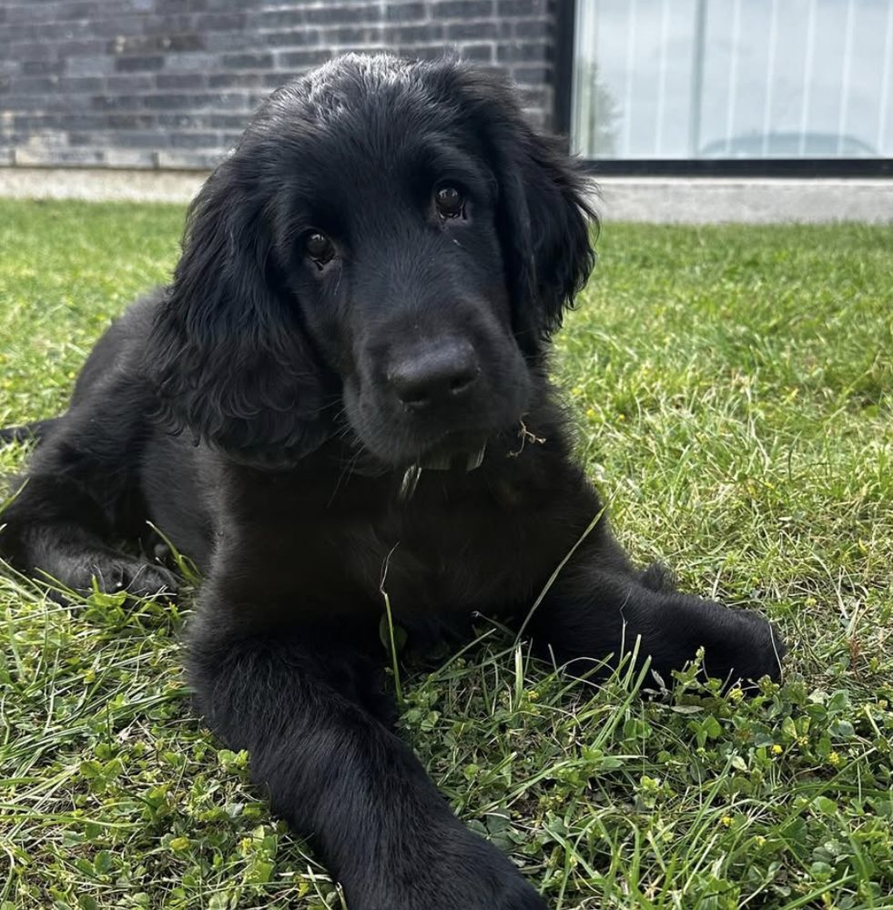 Ludvig, klinikkens sorte hund